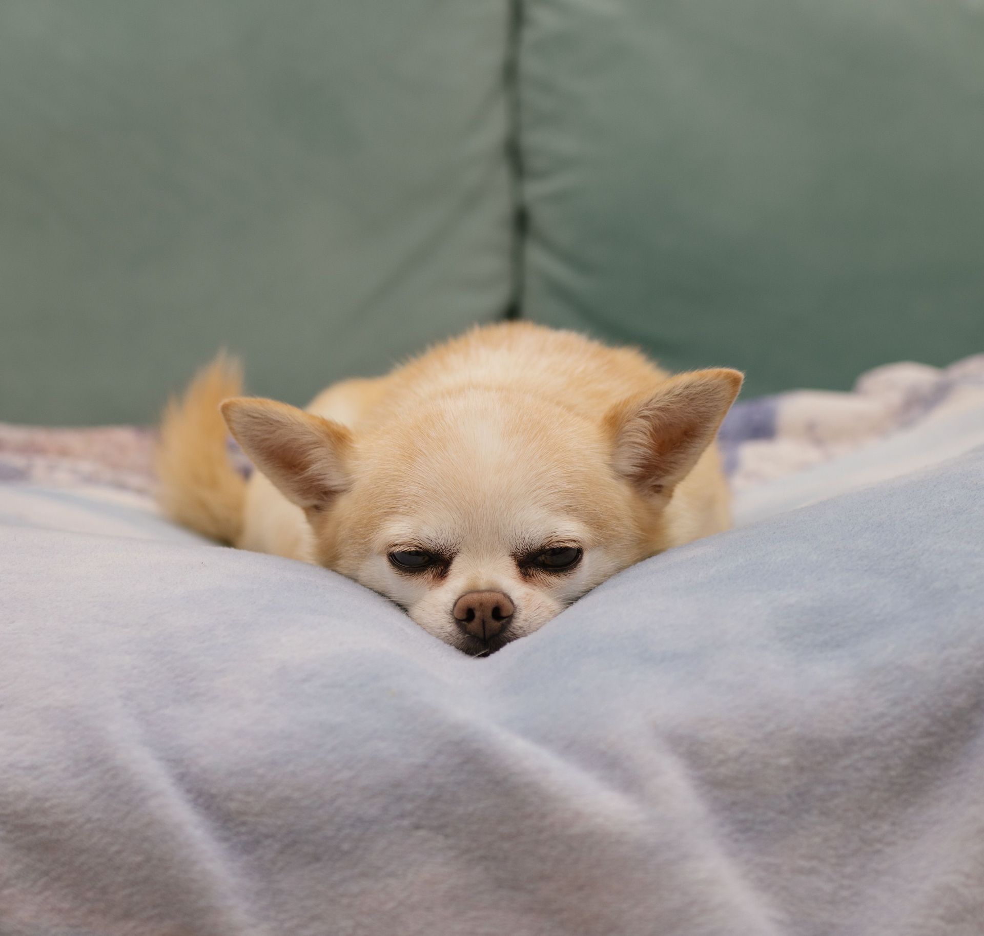 Cute beige chihuahua lying on a soft blanket, looking sleepy and relaxed.